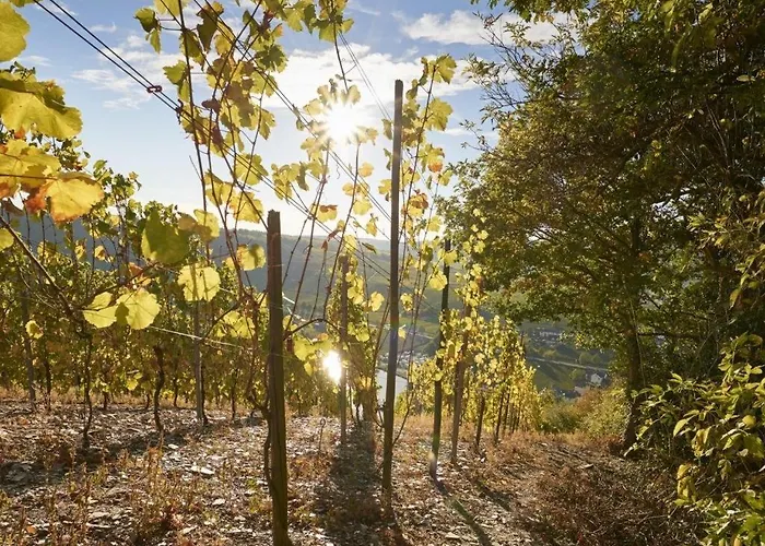 Rochter Zeltingen-Rachtig